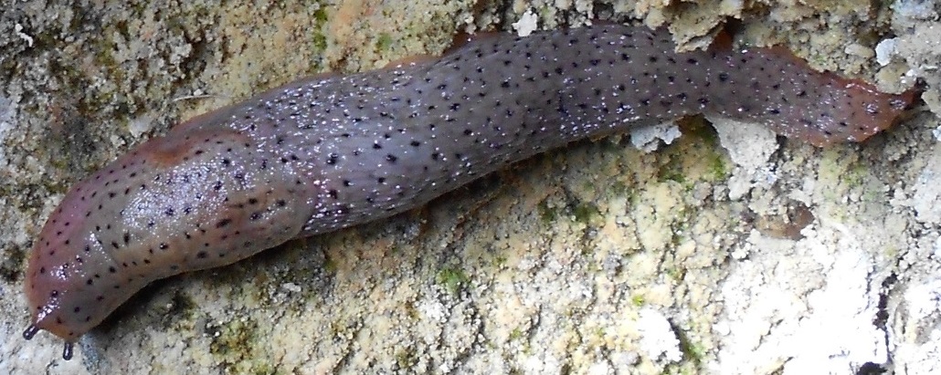 Il mio primo Limax dell'' millipunctatus-gruppo!